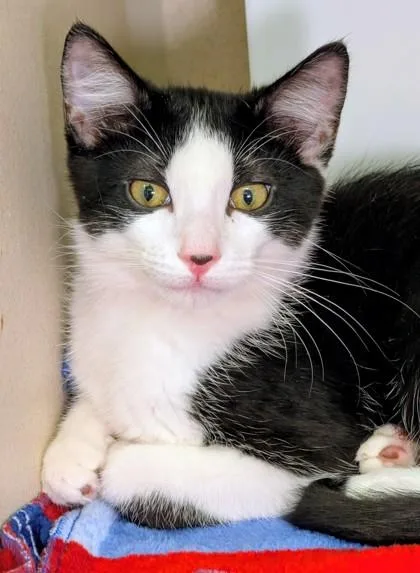 A baby small-sized male Domestic Short Hair cat named Mike for adoption in Bellevue, WA