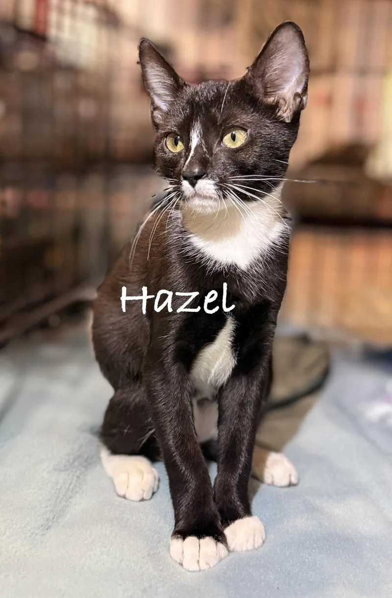 A baby medium-sized female Black & White / Tuxedo Domestic Short Hair cat named Hazel for adoption in Pawleys Island, SC