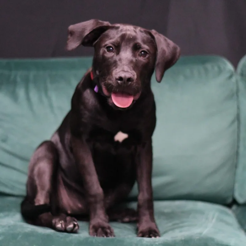 A young medium-sized female Mixed Breed dog named Romy for adoption in Defuniak Springs, FL