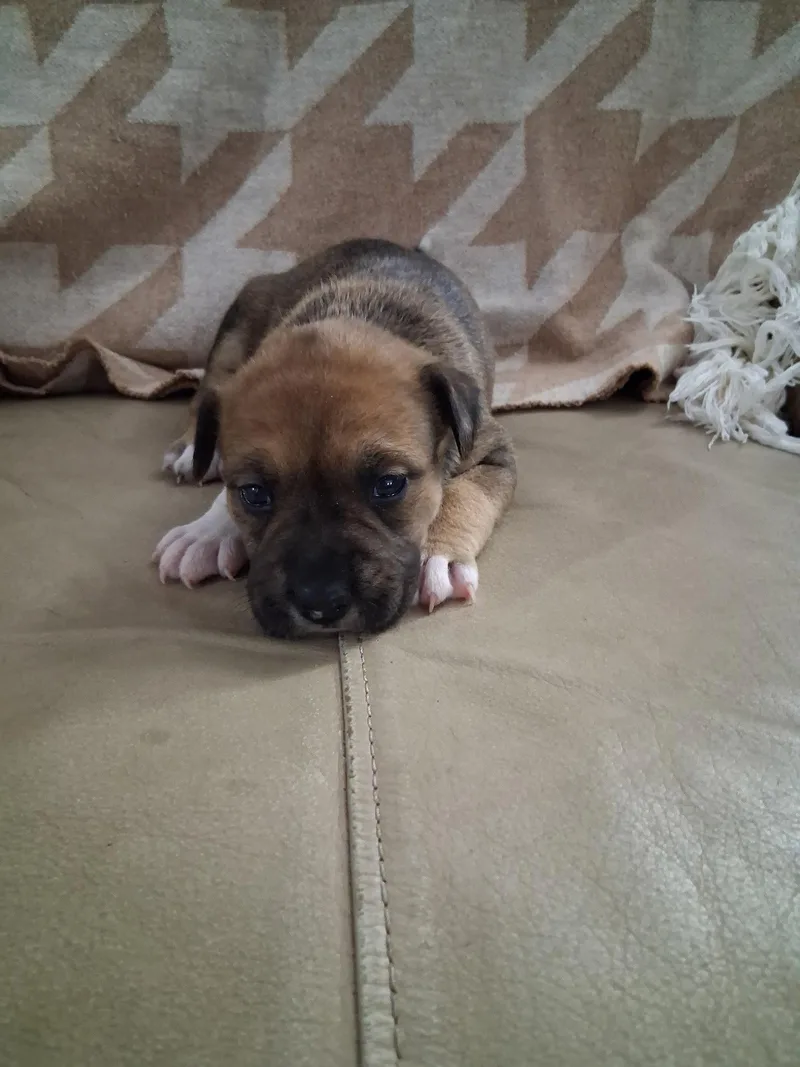 A baby medium-sized female American Staffordshire Terrier dog named Rory for adoption in Holly Springs, NC