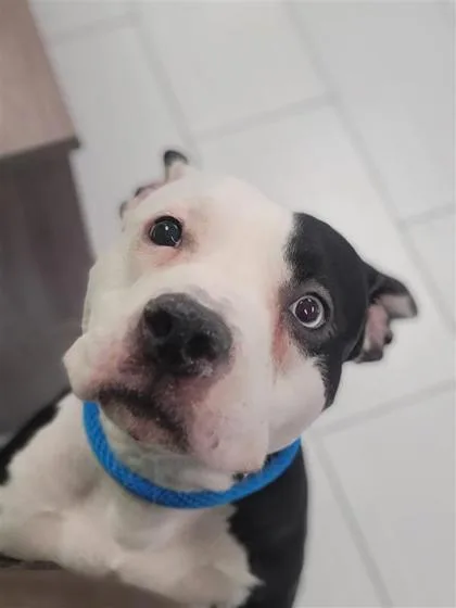 An adult medium-sized female Mixed Breed dog named Bella for adoption in Largo, FL