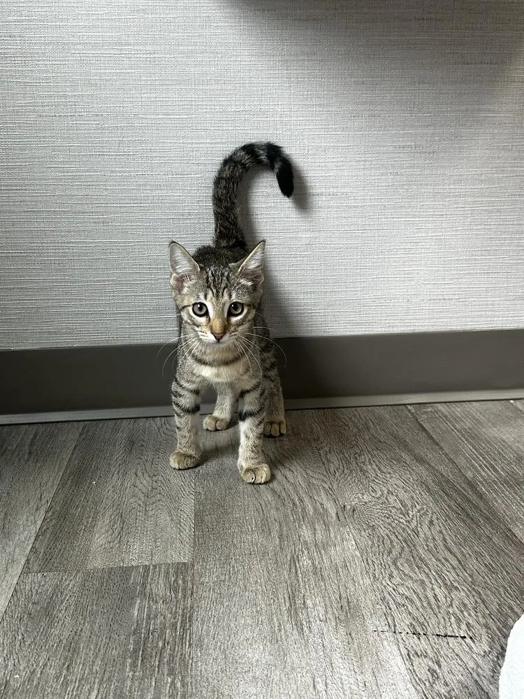 A baby small-sized female Brown / Chocolate Domestic Short Hair cat named Riley for adoption in Hudson, NH