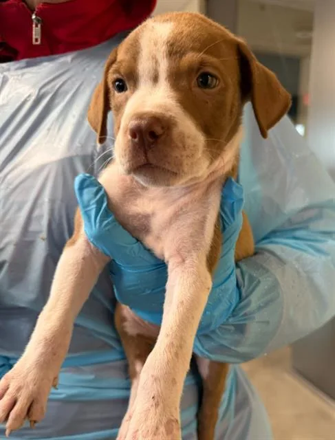 A baby small-sized female Pointer dog named Derrin for adoption in San Antonio, TX