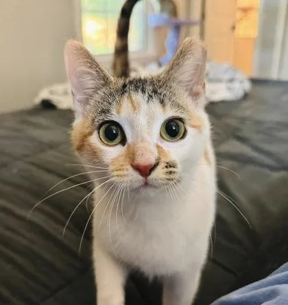 A baby small-sized female Domestic Short Hair cat named Gigi for adoption in Gastonia, NC