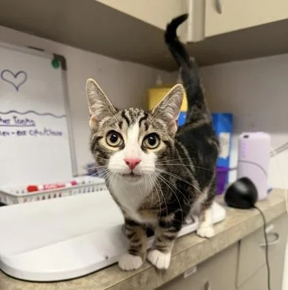 An adult large-sized male Domestic Short Hair cat named Scallion Pancake for adoption in West Chester, PA
