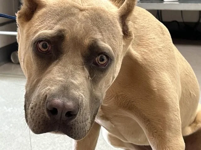 A young large-sized male Cane Corso dog named Duke Dennis for adoption in San Bernardino, CA