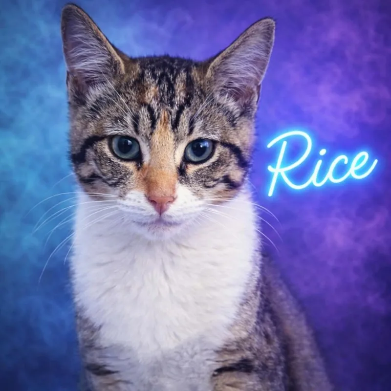 Rice