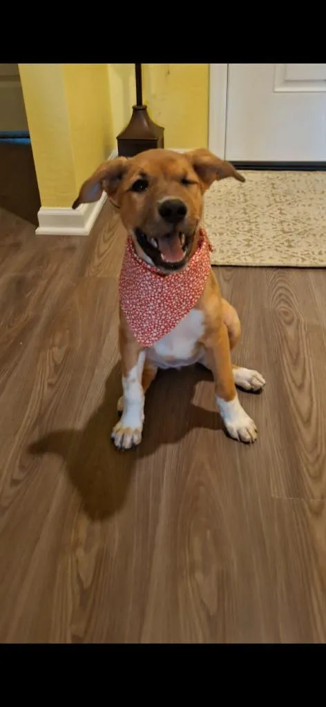 A baby small-sized female Mixed Breed dog named Gwen for adoption in Mesa, AZ