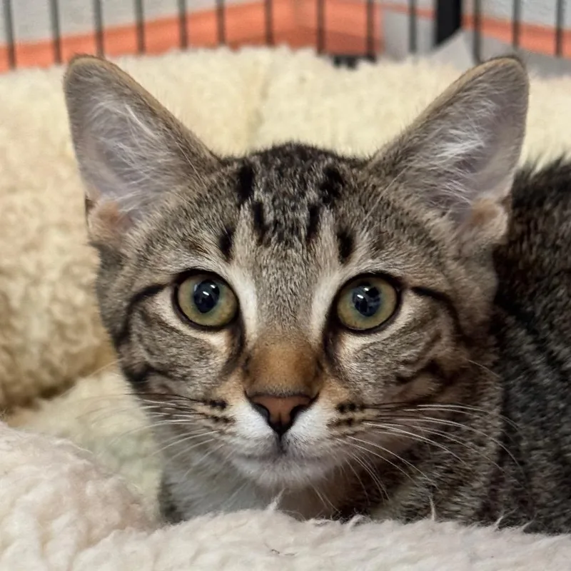 A baby medium-sized male Brown / Chocolate Domestic Short Hair cat named Mango Habanero for adoption in Decatur, GA