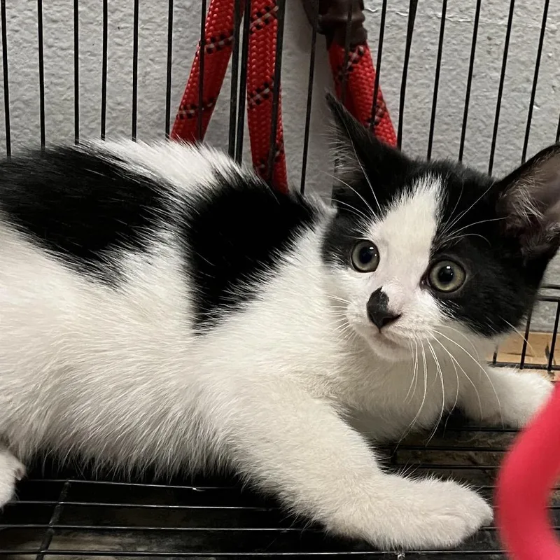 A baby small-sized female White Domestic Short Hair cat named Dottie Hyland for adoption in Eagle Mountain, UT
