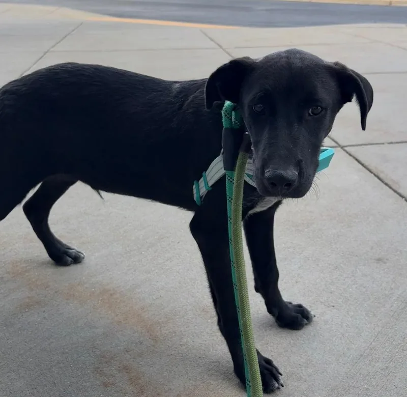 A baby medium-sized male Cattle Dog dog named Bram Devein for adoption in Fort Lupton, CO