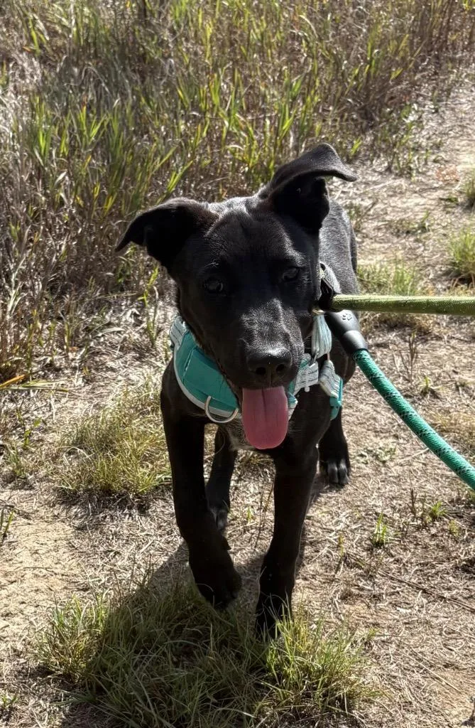 Bram Devein thumbnail 3
