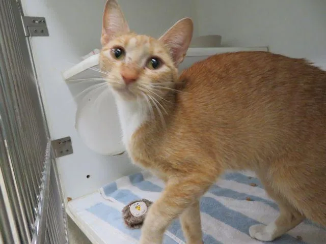 A young small-sized female Domestic Short Hair cat named A for adoption in Oklahoma City, OK