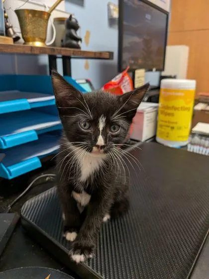 A baby small-sized male Domestic Short Hair cat named Fusilli for adoption in Chamblee, GA