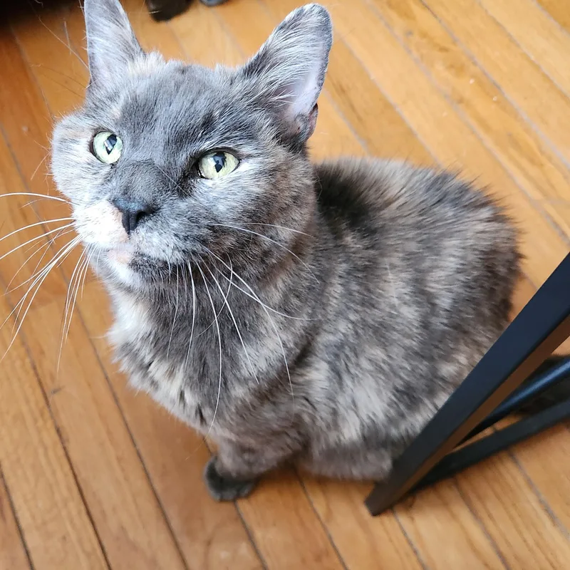 A senior medium-sized female Dilute Tortoiseshell cat named MADDIE Soft & Cuddly for adoption in New York, NY