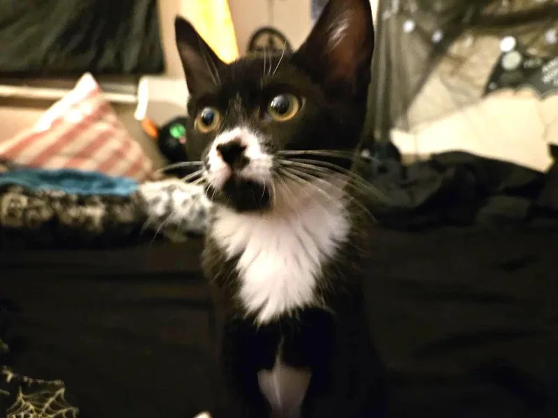 A baby small-sized male Black Domestic Short Hair cat named Scott Smooshies for adoption in Chandler, AZ