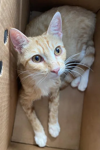 A young medium-sized male Domestic Short Hair cat named Garfield for adoption in Dallas, TX