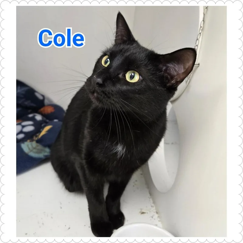 A young medium-sized male Domestic Short Hair cat named Cole for adoption in North Saint Paul, MN