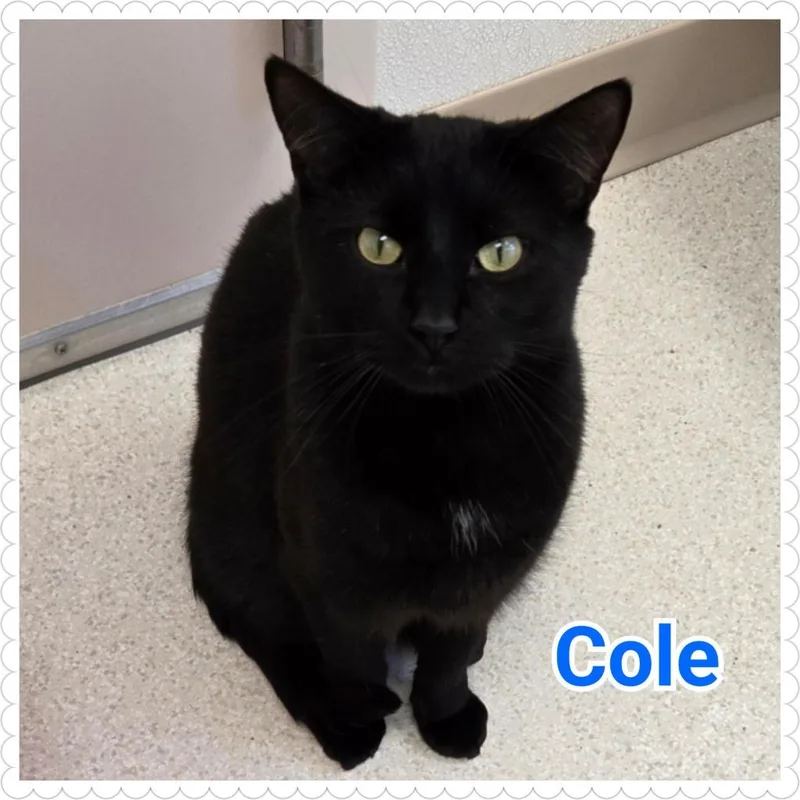 Cole thumbnail 2