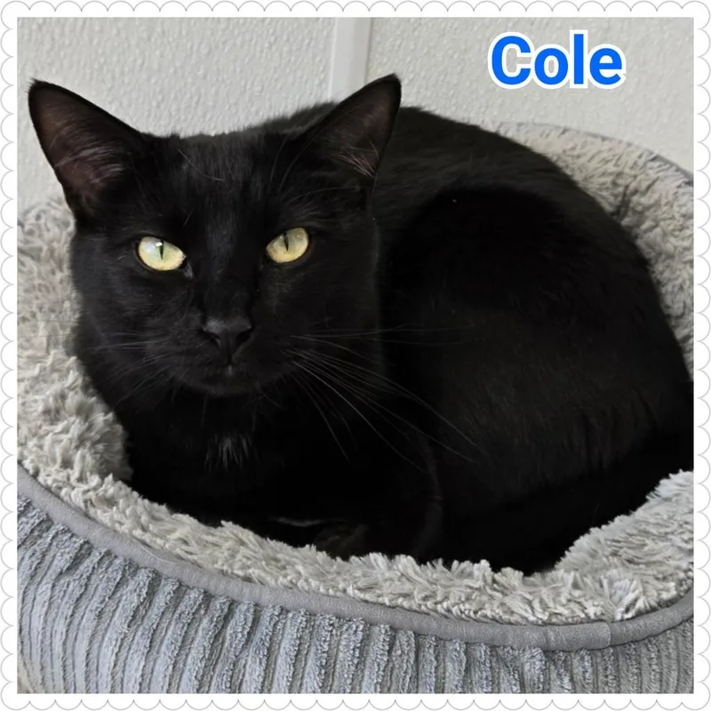 Cole thumbnail 3