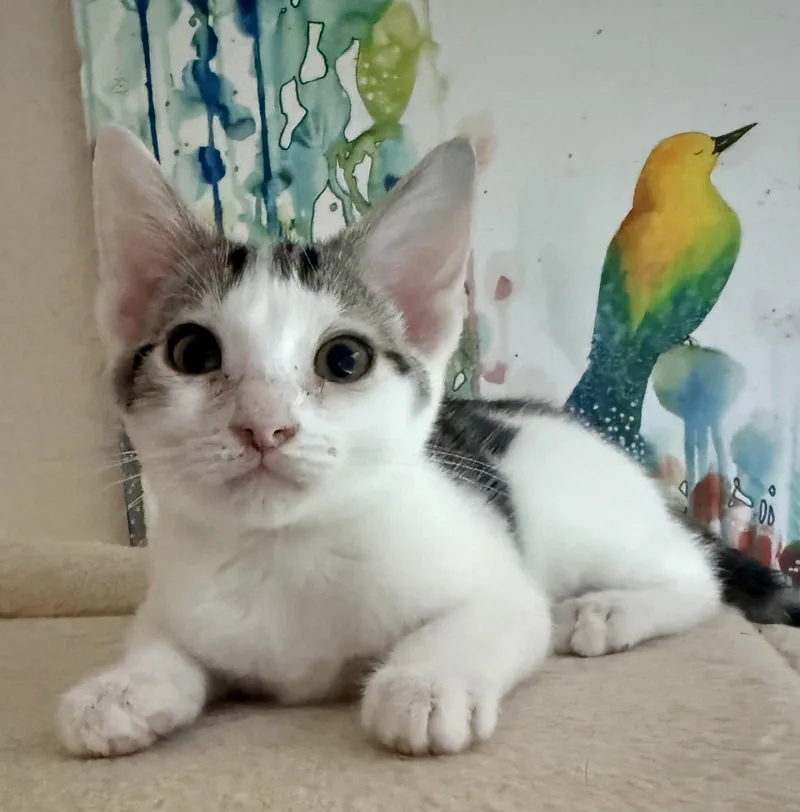 A baby medium-sized male Domestic Short Hair cat named Chai for adoption in Oviedo, FL