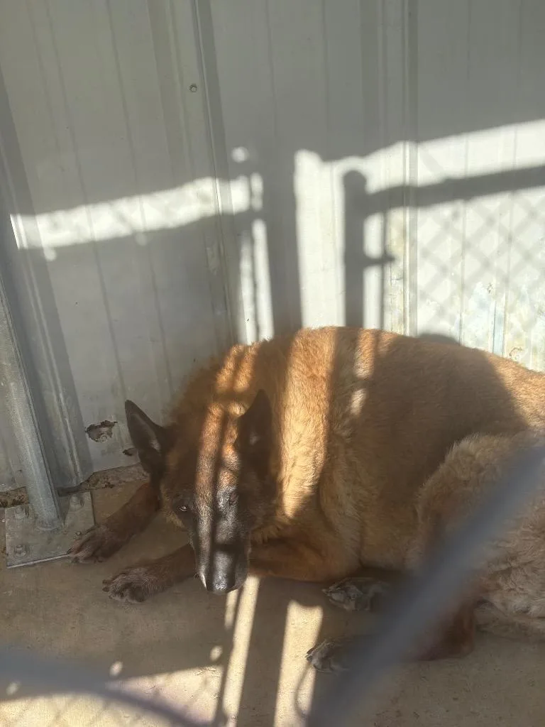 A senior large-sized female German Shepherd Dog dog named Old Mama for adoption in Brownwood, TX
