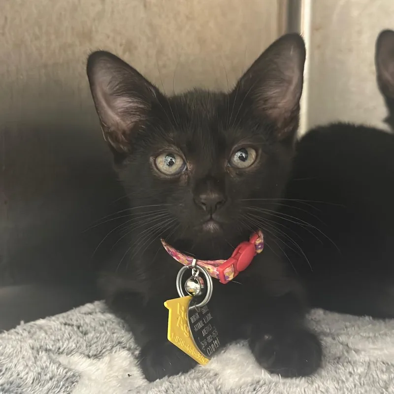 A baby small-sized female Domestic Short Hair cat named CO Maxima for adoption in Port Washington, NY