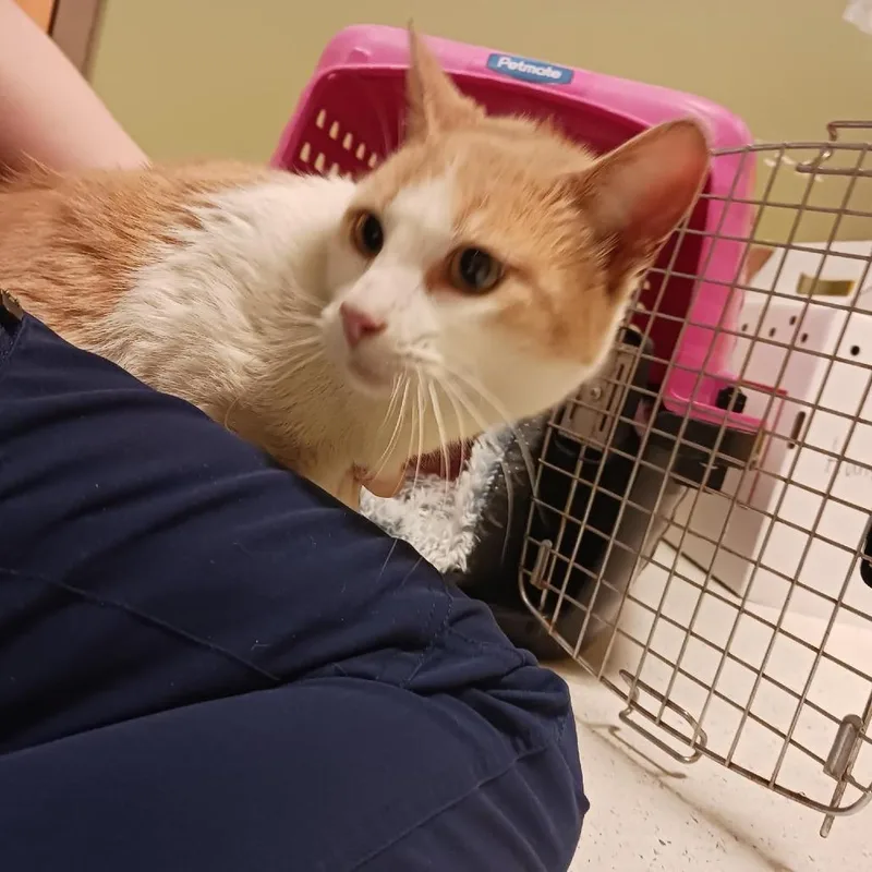 An adult medium-sized female Orange / Red Domestic Short Hair cat named Sissy Spacek for adoption in Baltimore, MD