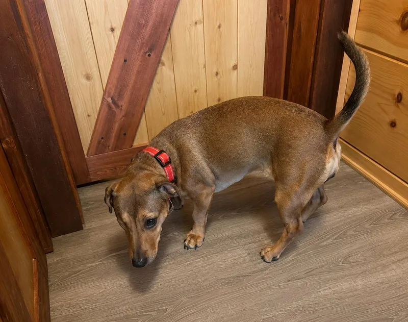An adult medium-sized female Dachshund dog named Samantha for adoption in Nashville, TN