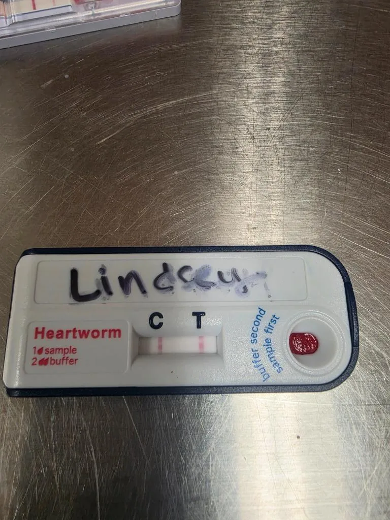 A young large-sized female Mixed Breed dog named Lindsey for adoption in Bossier City, LA