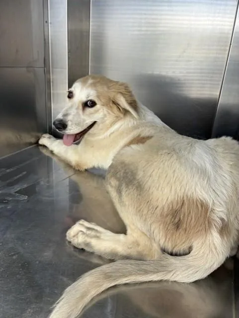 A baby large-sized female Great Pyrenees dog named Sally for adoption in Mesa, AZ