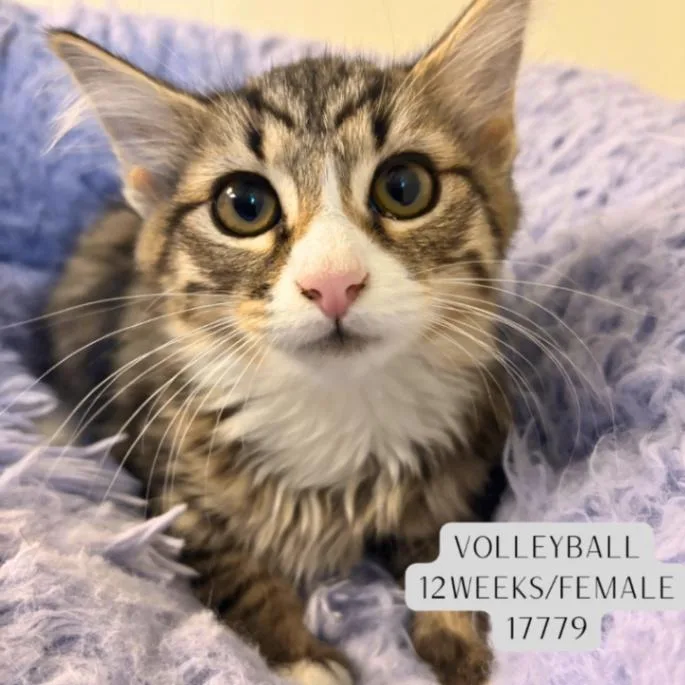 A young medium-sized female Tabby (Brown / Chocolate) Domestic Medium Hair cat named Volleyball for adoption in Supply, NC