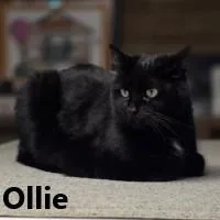 An adult large-sized male Black Domestic Short Hair cat named Ollie for adoption in Olympia, WA
