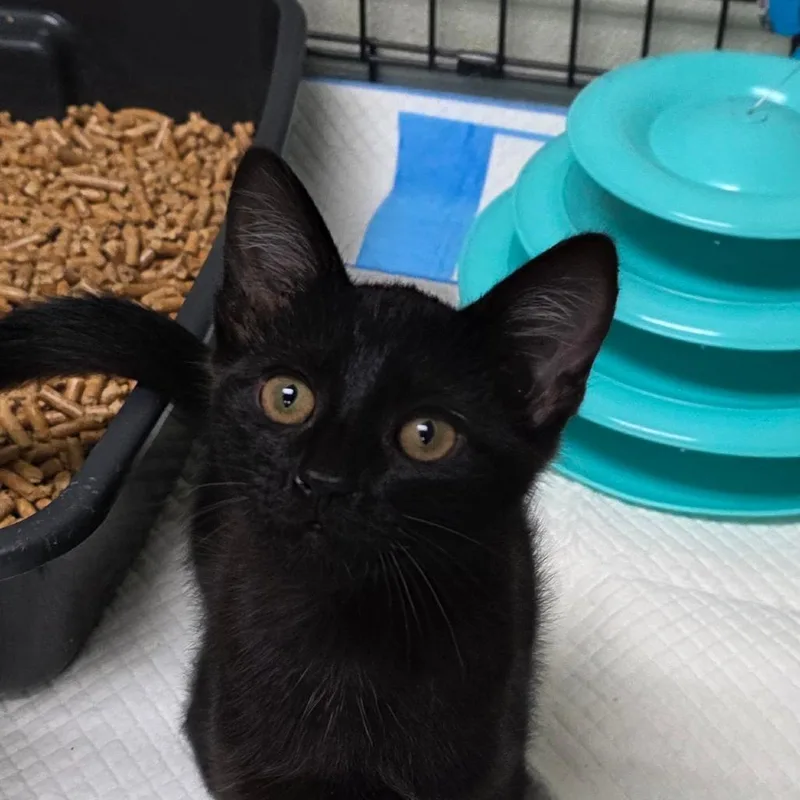 A baby small-sized male Black Domestic Short Hair cat named Messi for adoption in Williston, FL