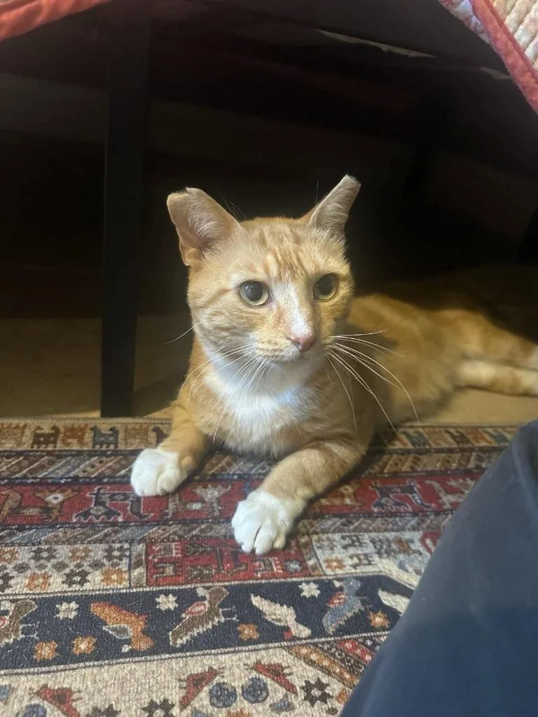 An adult small-sized male Domestic Short Hair cat named Fanta for adoption in Orlando, FL