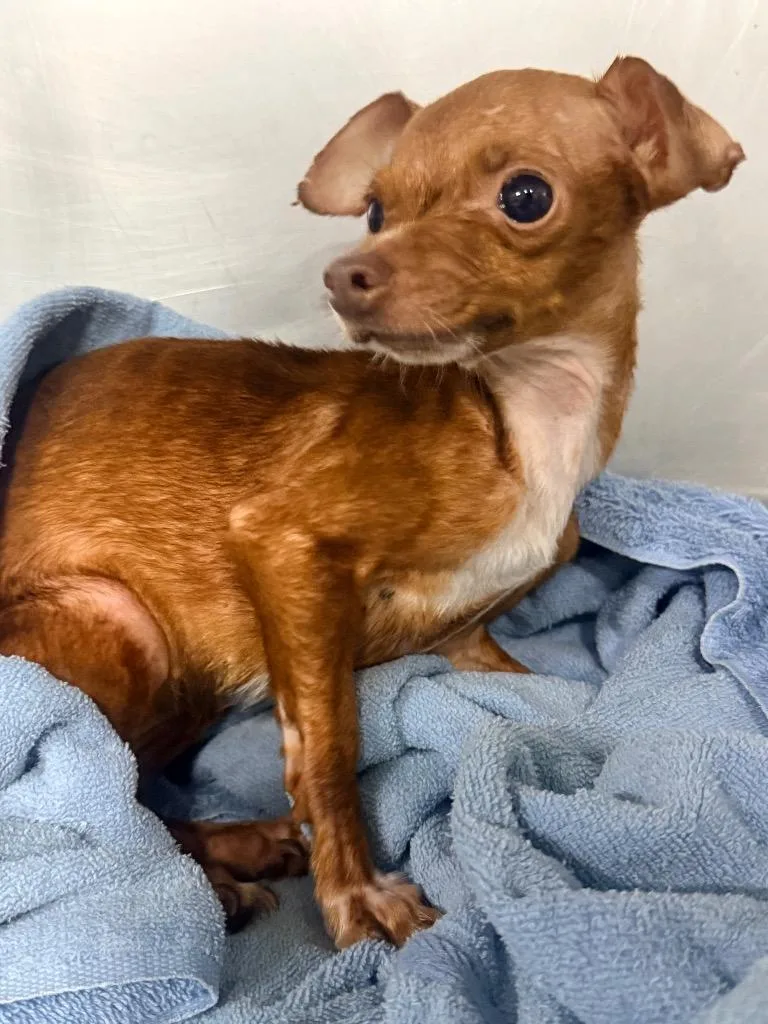 An adult small-sized female Chihuahua dog named Lisa for adoption in North Vernon, IN