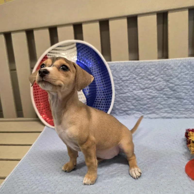 A baby small-sized female Yellow / Tan / Blond / Fawn Terrier dog named Isabella for adoption in Beaumont, TX