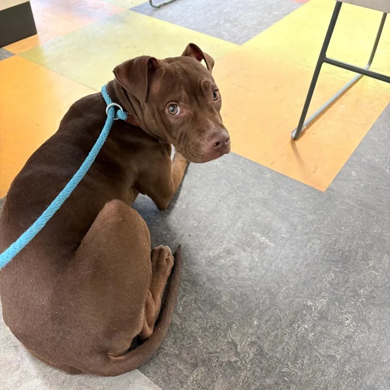 A young medium-sized male Red / Chestnut / Orange Mixed Breed dog named Bruce Almighty for adoption in Philadelphia, PA