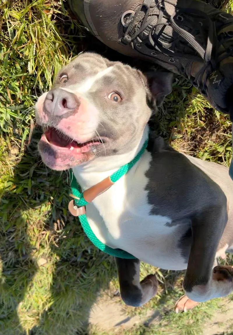 An adult medium-sized female Gray / Blue / Silver Pit Bull Terrier dog named Angel Food Cake for adoption in Chicago, IL