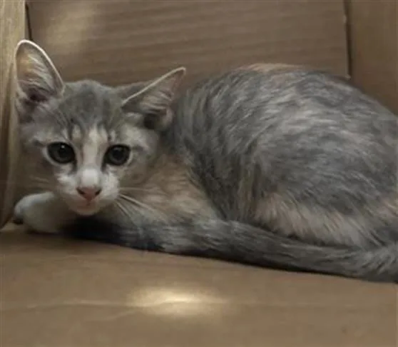 A baby small-sized female Domestic Medium Hair cat named Scarlett for adoption in Dallas, TX