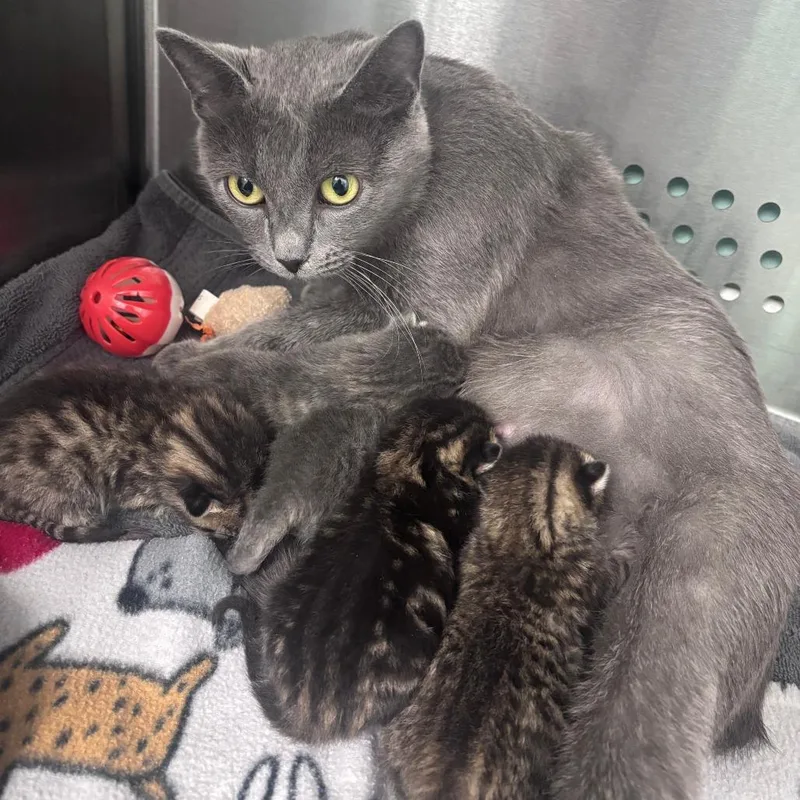 An adult medium-sized female Domestic Short Hair cat named Oracle for adoption in Indianapolis, IN