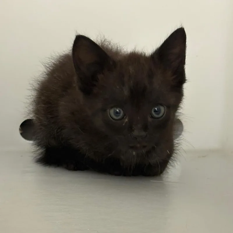 A baby small-sized male Black Domestic Short Hair cat named Falcon for adoption in Columbus, GA