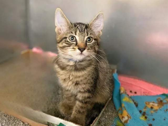 A baby small-sized male Domestic Short Hair cat named Cuddle Bug for adoption in Fort Wayne, IN