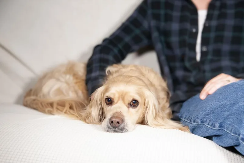 An adult medium-sized male Golden Cocker Spaniel dog named Milkshake for adoption in Franklin, TN