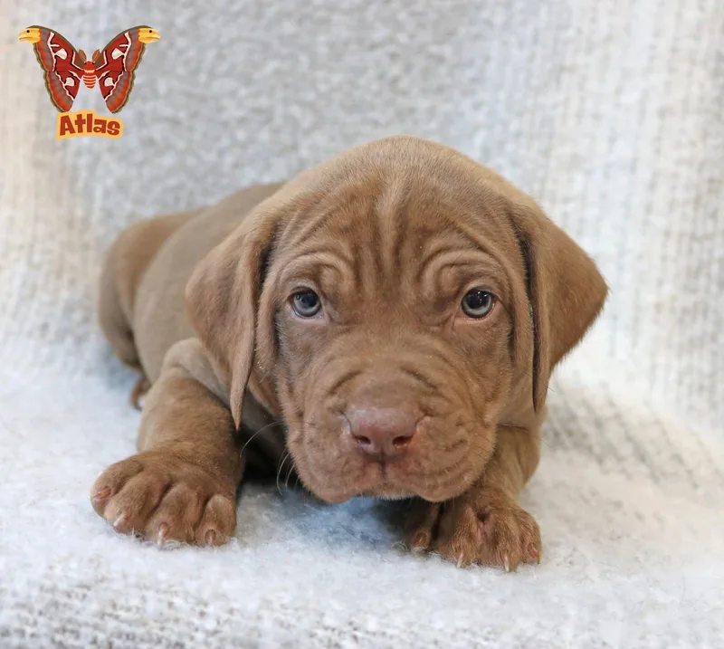 A baby medium-sized male Hound dog named Atlas Wingsoflove for adoption in Wakefield, RI