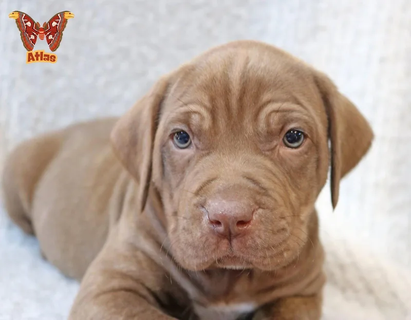 Atlas Wingsoflove thumbnail 2