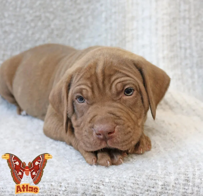 Atlas Wingsoflove thumbnail 3