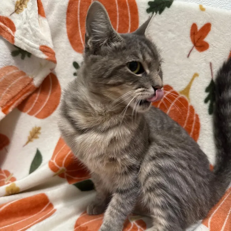 An adult medium-sized female Gray / Blue / Silver Domestic Short Hair cat named Mama Taki for adoption in Brea, CA