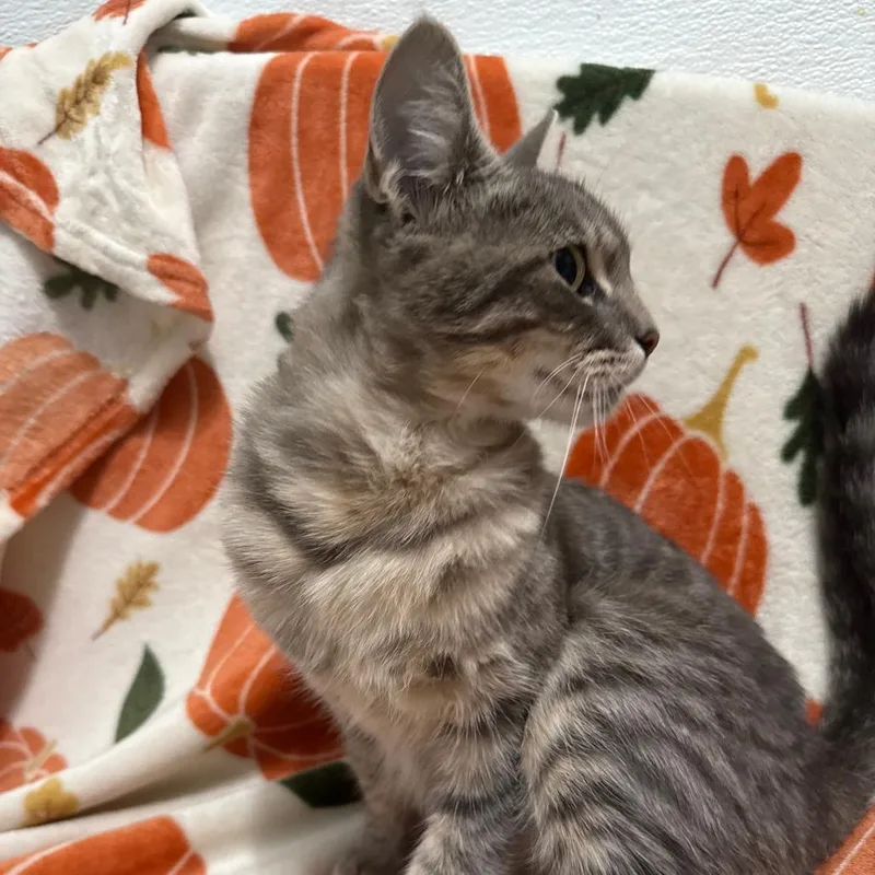 Mama Taki thumbnail 6