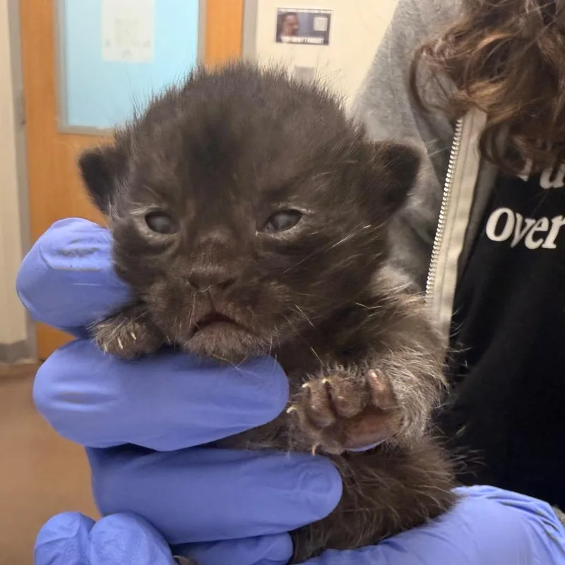 A baby small-sized female Black Domestic Short Hair cat named Teresa Brisby for adoption in Chattanooga, TN